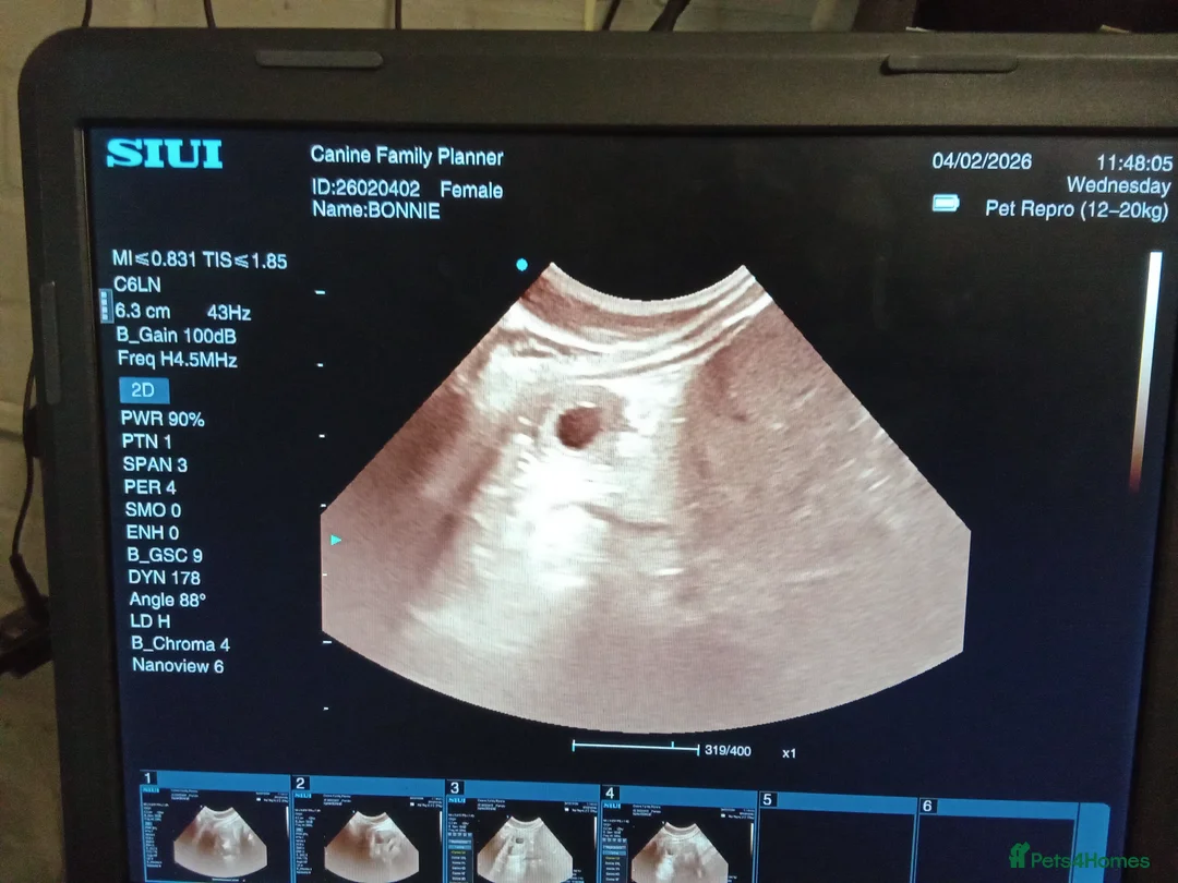 English Bulldog dogs for stud: The Stud Choice That Shapes the Whole Journey - Advert 10