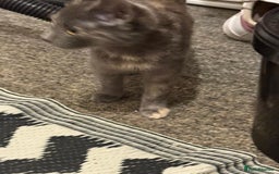 Mixed Breed cats for sale: Gorgeous lovely kittens looking for forever home  - Image 3