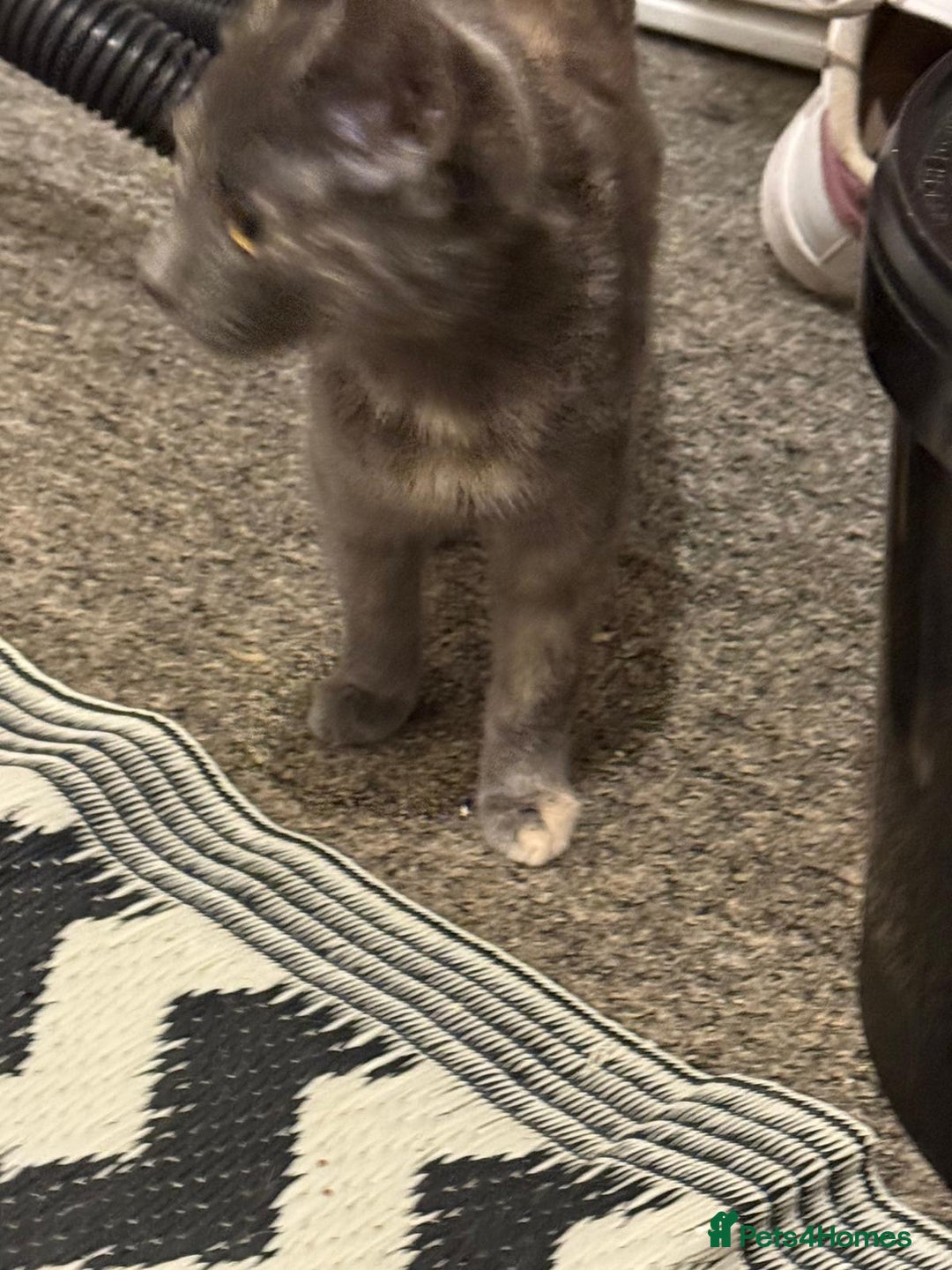 Mixed Breed cats for sale: Gorgeous lovely kittens looking for forever home  - Image 3