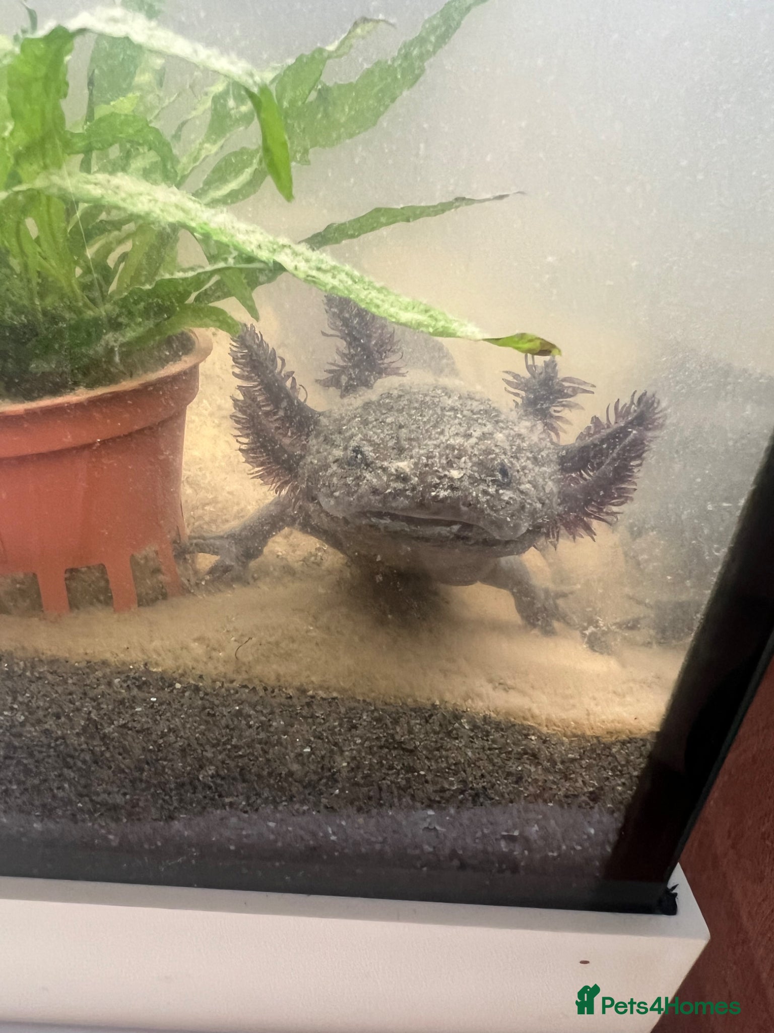 Axolotl reptiles Male axolotl  - Advert 1