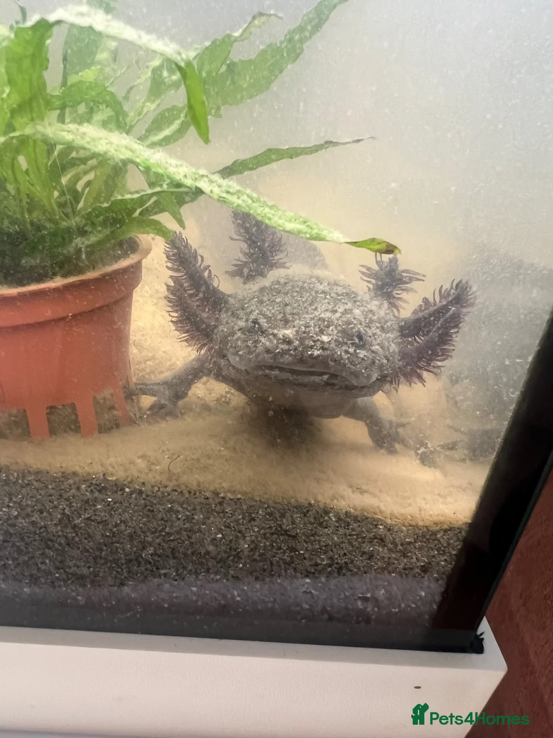 Axolotl reptiles for sale: Male axolotl  in Leeds - Advert 1