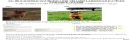 Labrador Retriever dogs for sale: KC REGISTERED WORKING LINE YELLOW LABRADOR PUPS - Advert 9