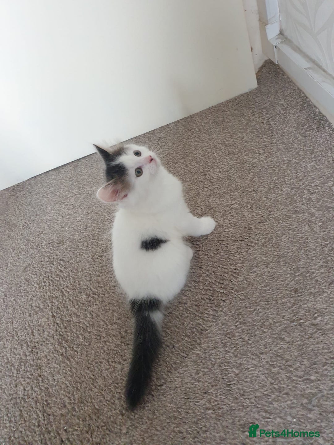 Mixed Breed cats for sale: Cute little boy  - Advert 19