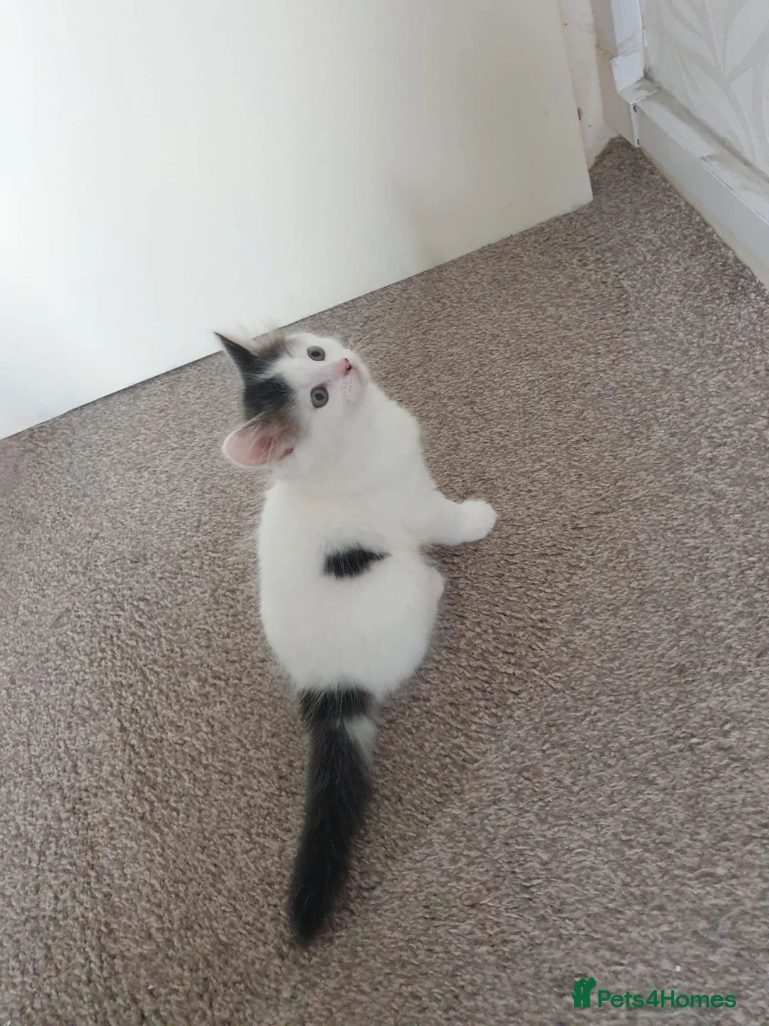 Mixed Breed cats for sale: Cute little boy  - Advert 19