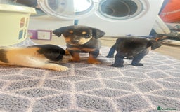 Jack Russell dogs for sale: Adorable Jack Russell puppies - Image 5