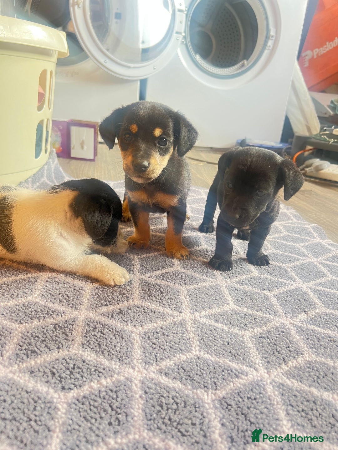Jack Russell dogs for sale: Adorable Jack Russell puppies - Image 5