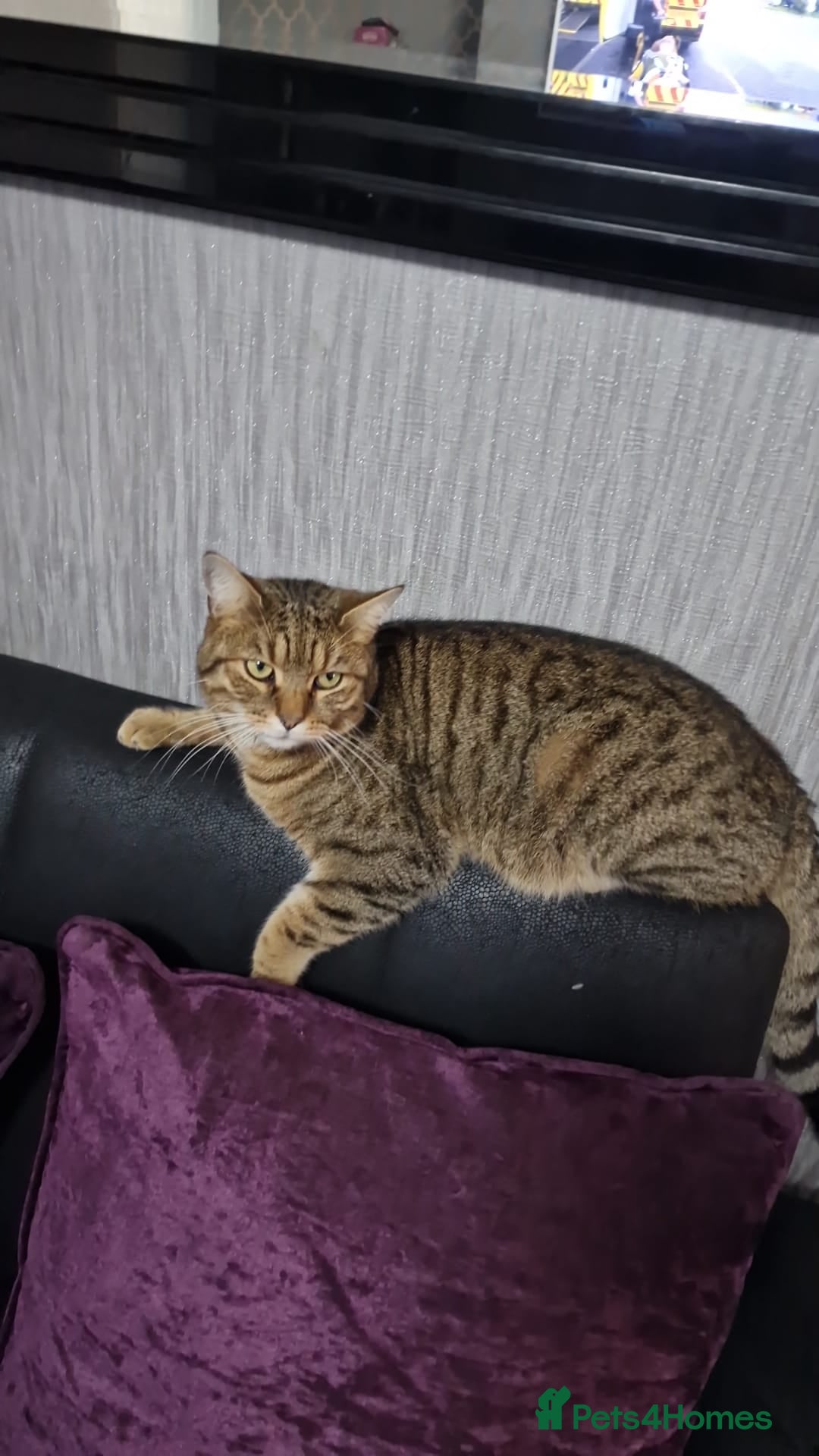 Bengal cats Ginger cat MUST GO QUICK - Advert 6