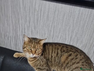 Bengal cats Ginger cat MUST GO QUICK - Advert 4