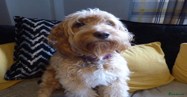 Cockapoo dogs - Advert 10