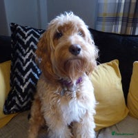 Cockapoo dogs - Advert 10