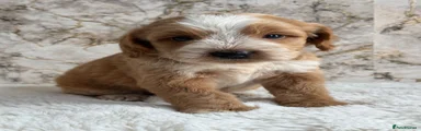 Cockapoo 7