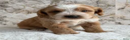 Cockapoo dogs for sale: Health tested F1 cockapoo puppies 🐶  - Advert 16