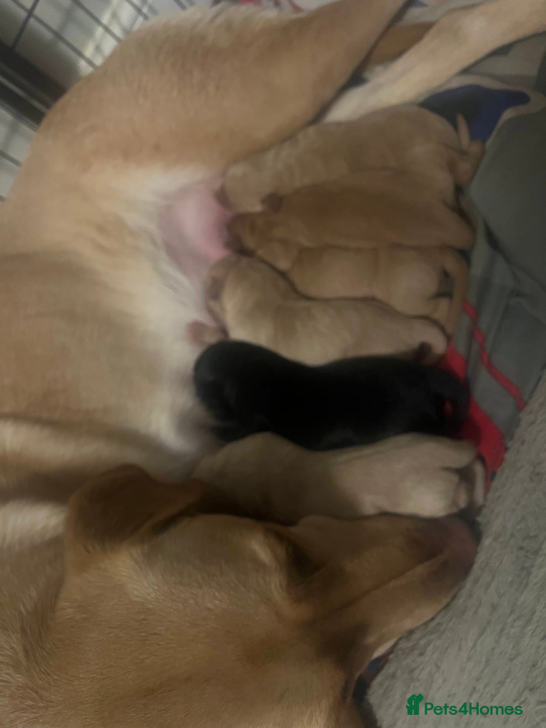 Labrador Retriever dogs for sale: Pedigree Kc registered Labrador Puppies - Advert 2