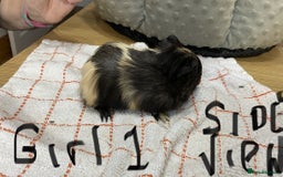 Guinea Pig rodents for sale: 3 Female Guinea Pigs - Image 3