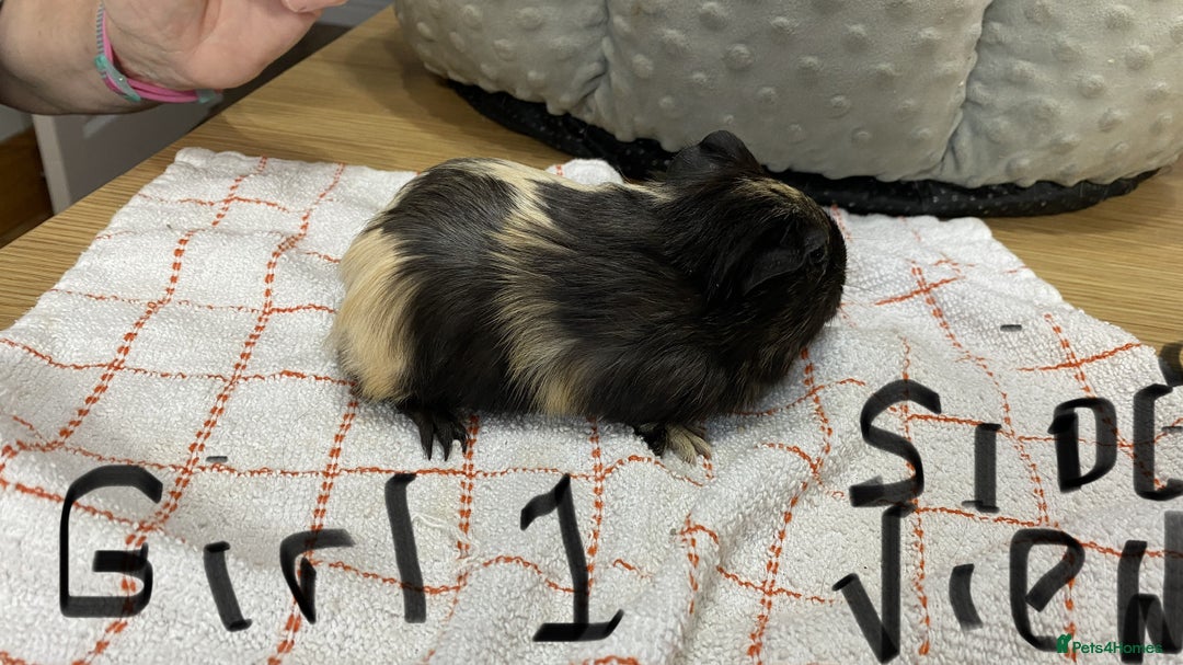 Guinea Pig rodents for sale: 3 Female Guinea Pigs - Image 3