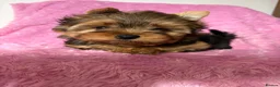 Yorkshire Terrier dogs for sale: Beautiful Yorkshire terrier pups🩵🩷 - Advert 13