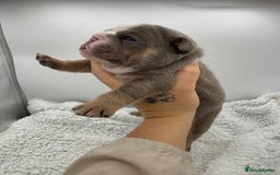 English Bulldog dogs for sale: 10 British Bulldog puppies 🐶  - Image 16