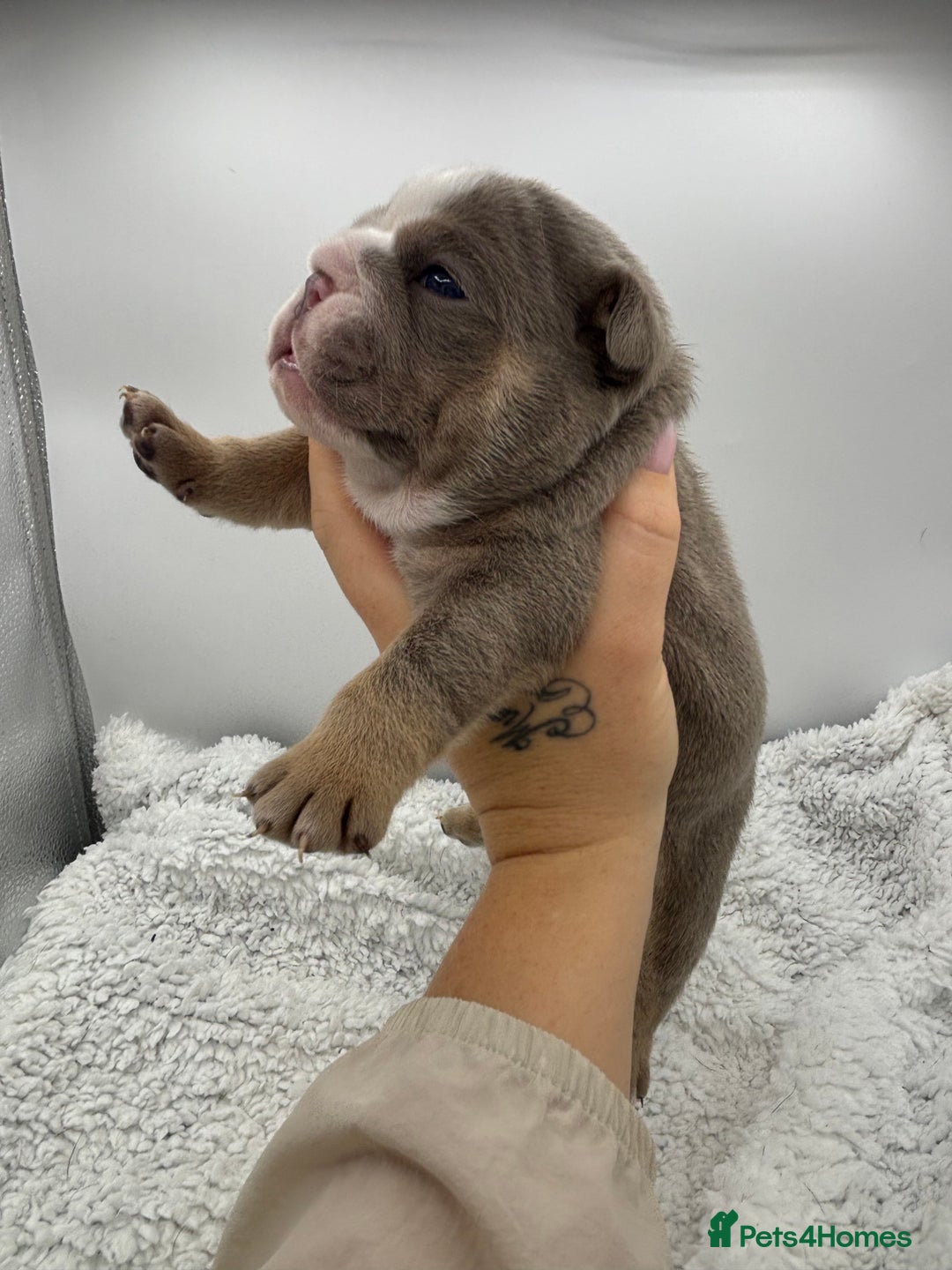 English Bulldog dogs for sale: 10 British Bulldog puppies 🐶  - Image 16