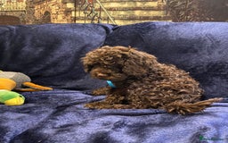 Cockapoo dogs for sale: Chocolate Cockapoo Puppies for Sale - Image 7