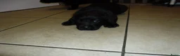 Labrador Retriever dogs for sale: 7 BEAUTIFUL FRIENDLY PUPPIES FOR SALE  - Advert 12