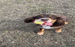 Cocker Spaniel dogs for sale: Working KC cocker spaniels  - Image 14