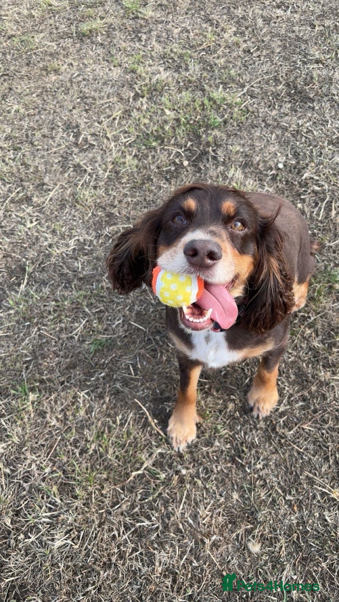 Cocker Spaniel dogs for sale: Working KC cocker spaniels  - Image 14