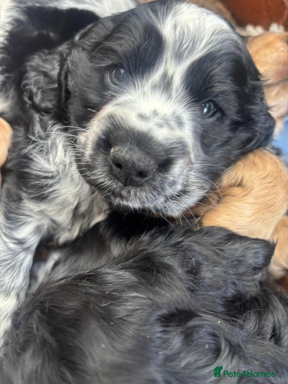 Cocker Spaniel dogs show type cocker spaniels - Advert 16