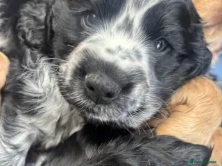 Cocker Spaniel dogs show type cocker spaniels - Advert 16