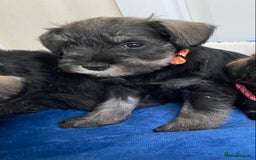 Miniature Schnauzer dogs for sale: Miniature Schnauzer Puppies-  - Image 24