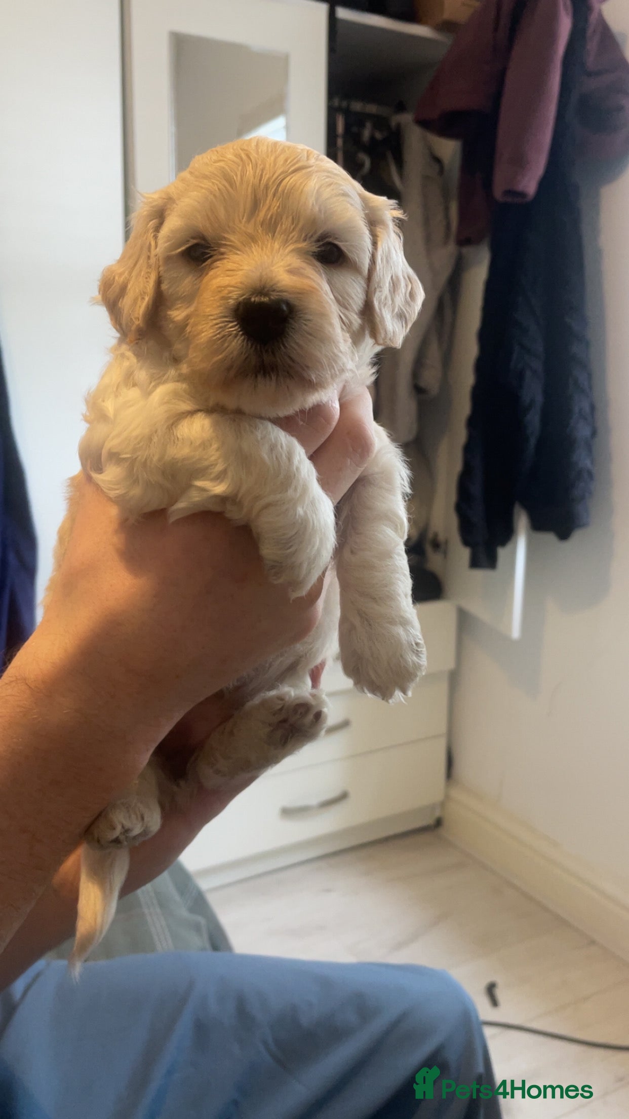 Poochon Puppy 6
