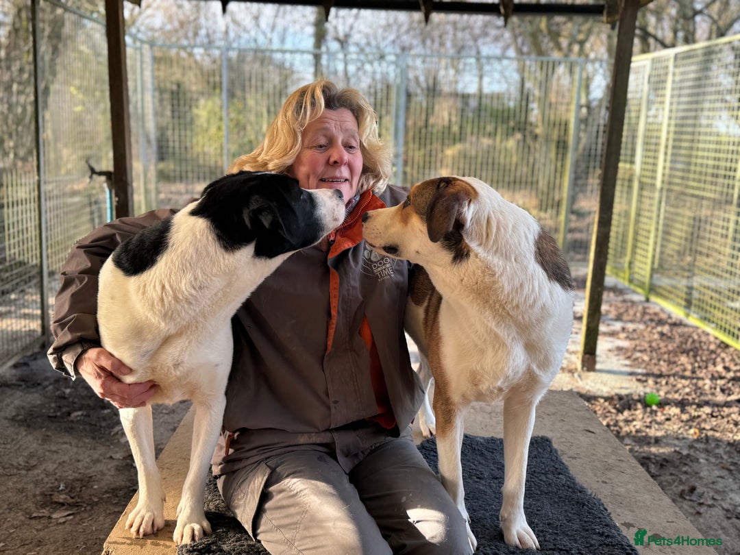 Mixed Breed dogs for adoption: LUCA – TWO YEARS WAITING FOR SOMEONE TO CARE 🐾 - Advert 22