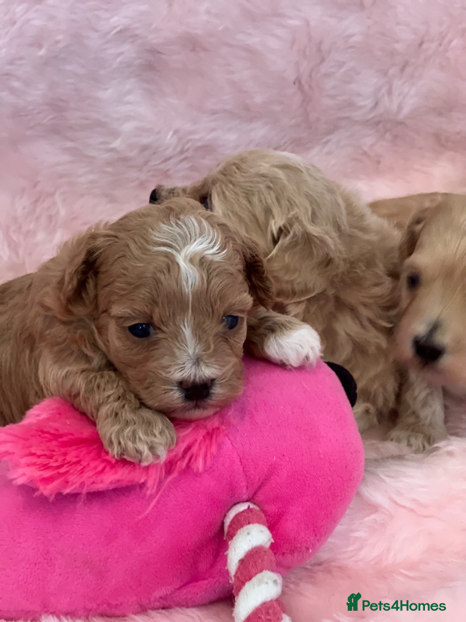 Maltipoo dogs Stunning litter of maltipoo Puppies - Advert 4