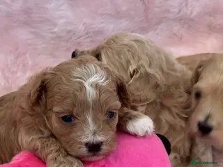 Maltipoo dogs Stunning litter of maltipoo Puppies - Advert 4