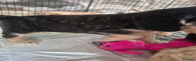 Cockapoo 2