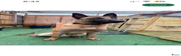 Belgian Shepherd Dog dogs for sale: Belgian malinois in Ilford - Advert 2