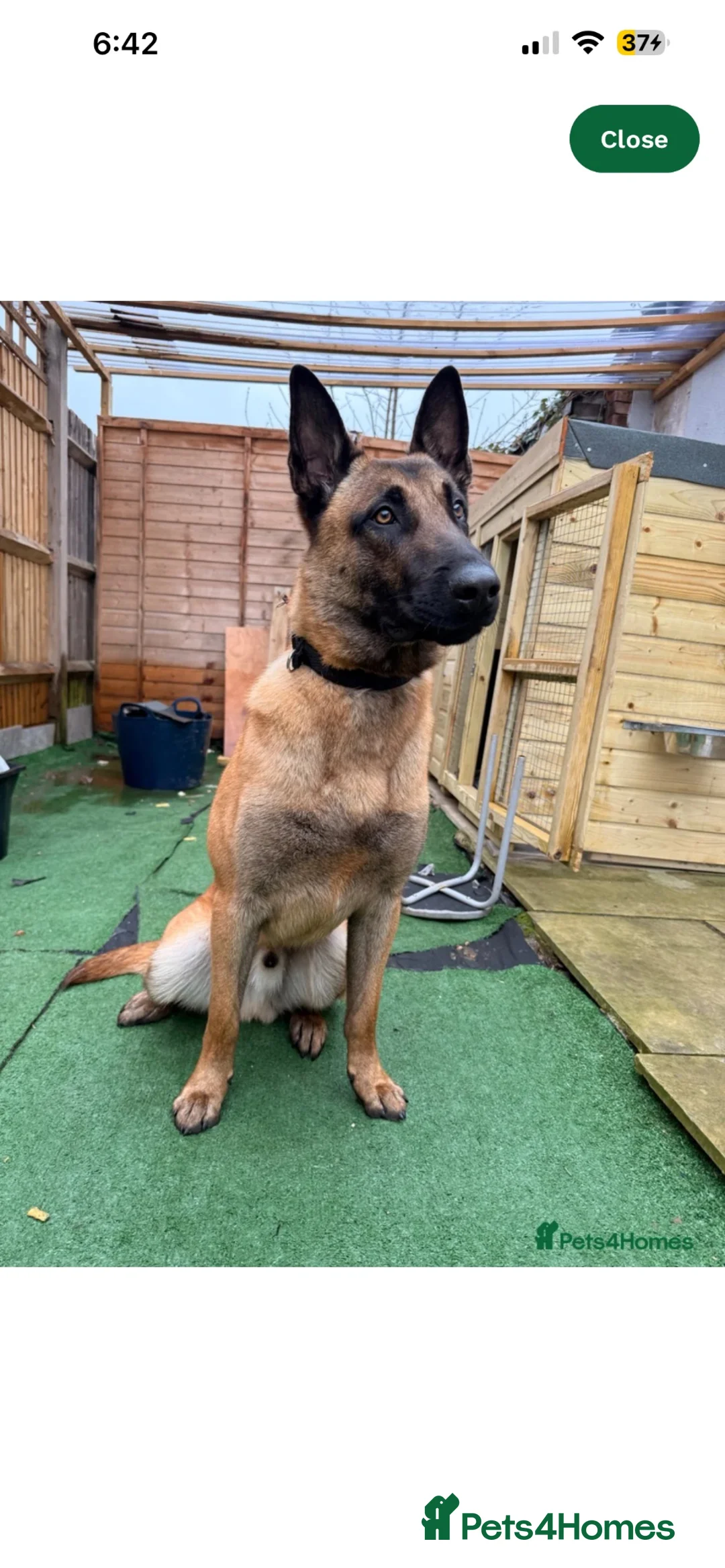 Belgian Shepherd Dog dogs for sale: Belgian malinois in Ilford - Advert 2