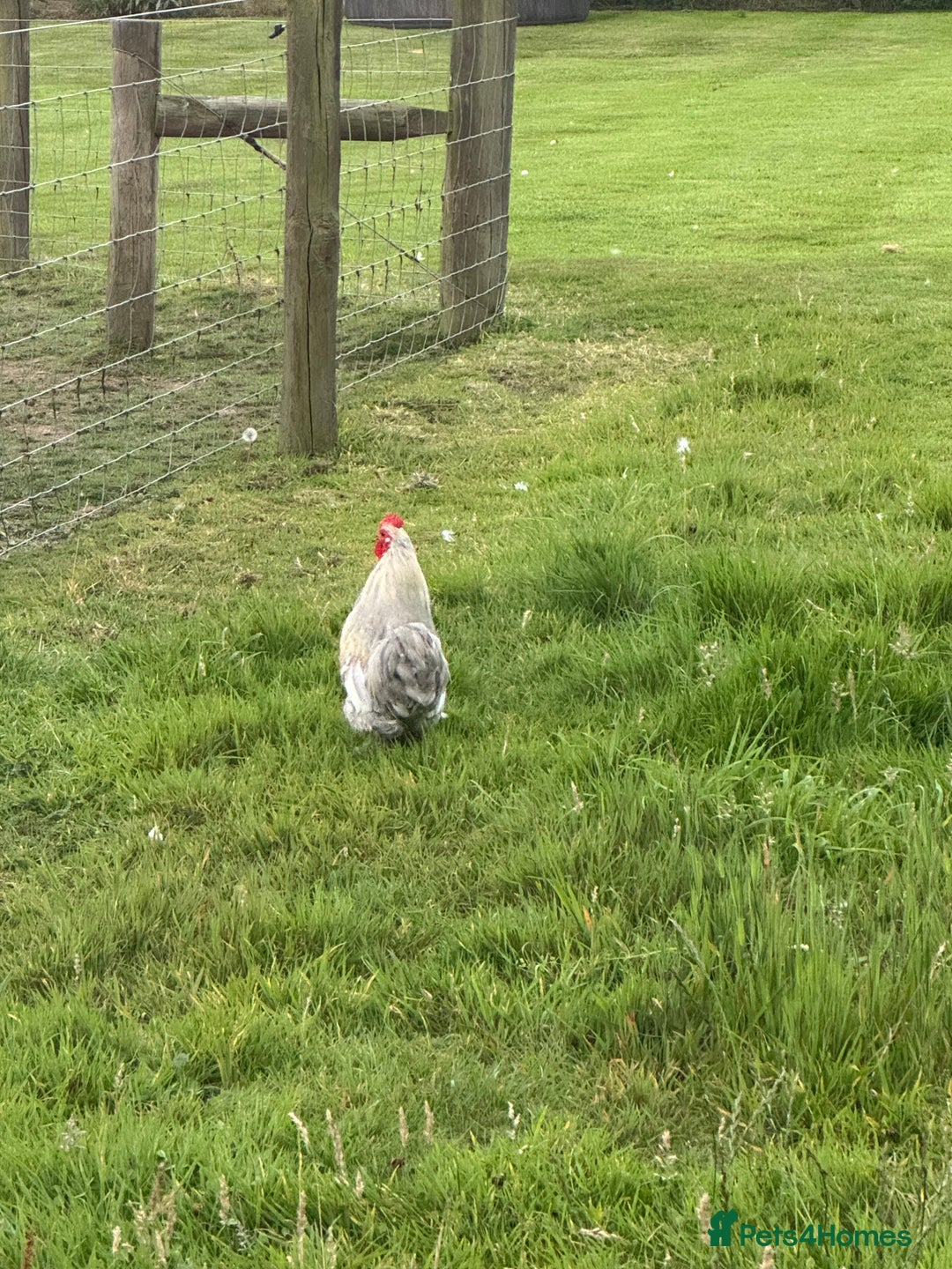 Chickens poultry for sale: Lavender Mottled Pekin Bantam Cockerel - Image 2