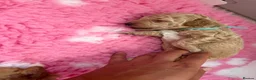 Labradoodle dogs for sale: Extensively DNA  ToY/mini labradoodle parents DNA  - Advert 9