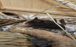 Hamster rodents for sale: Hamster in need of new home - Image 2