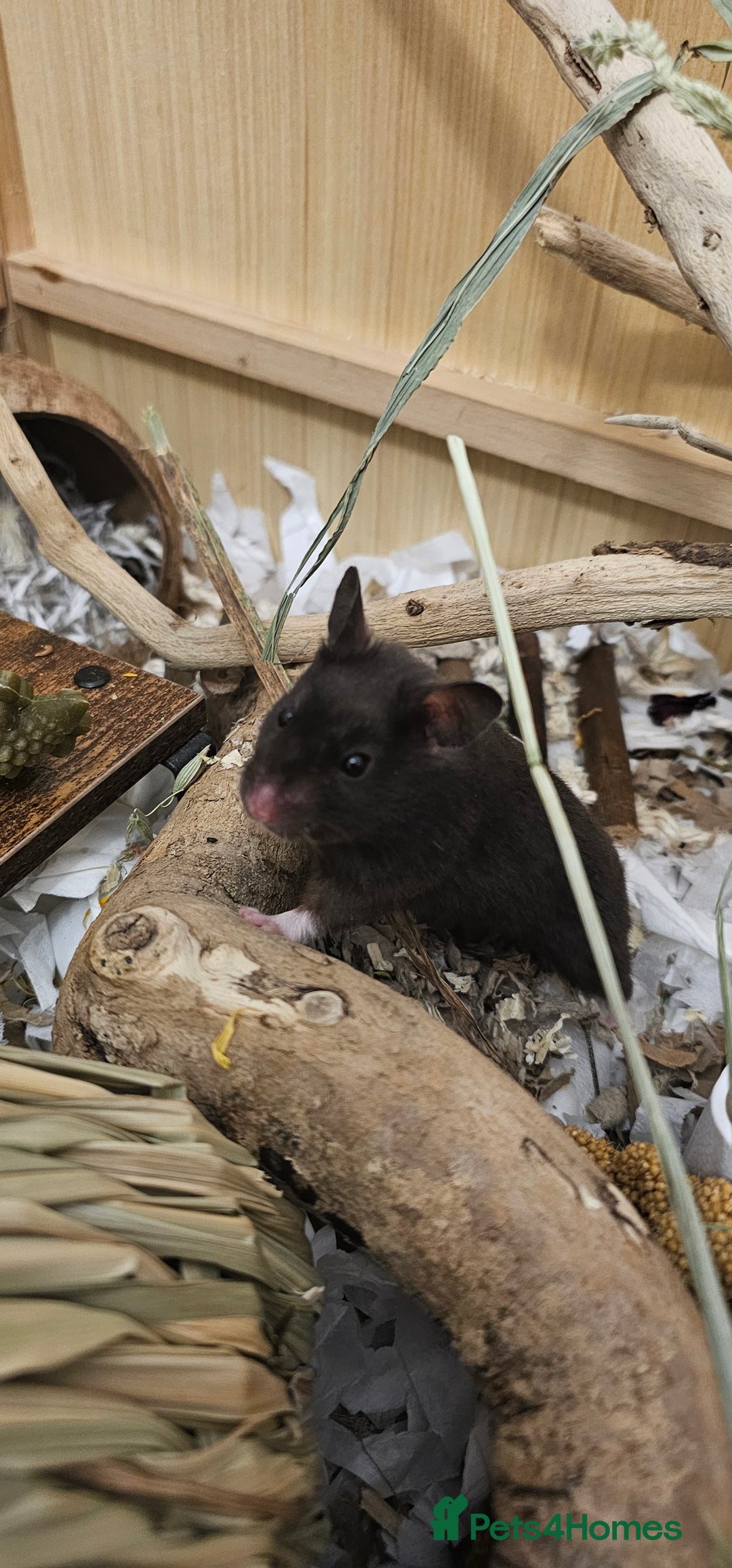 Hamster rodents for sale: Hamster in need of new home - Image 2