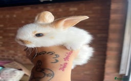 Mini Lop rabbits for sale: Mini Plush Lop Bunnies Looking for Loving Homes - Advert 5