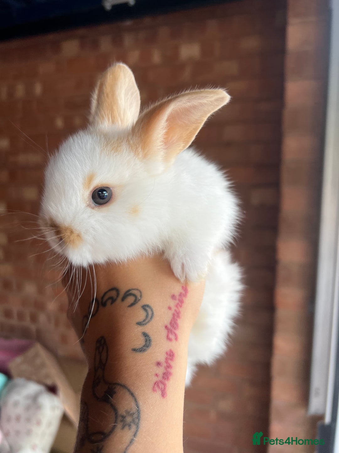 Mini Lop rabbits for sale: Mini Plush Lop Bunnies Looking for Loving Homes - Advert 5