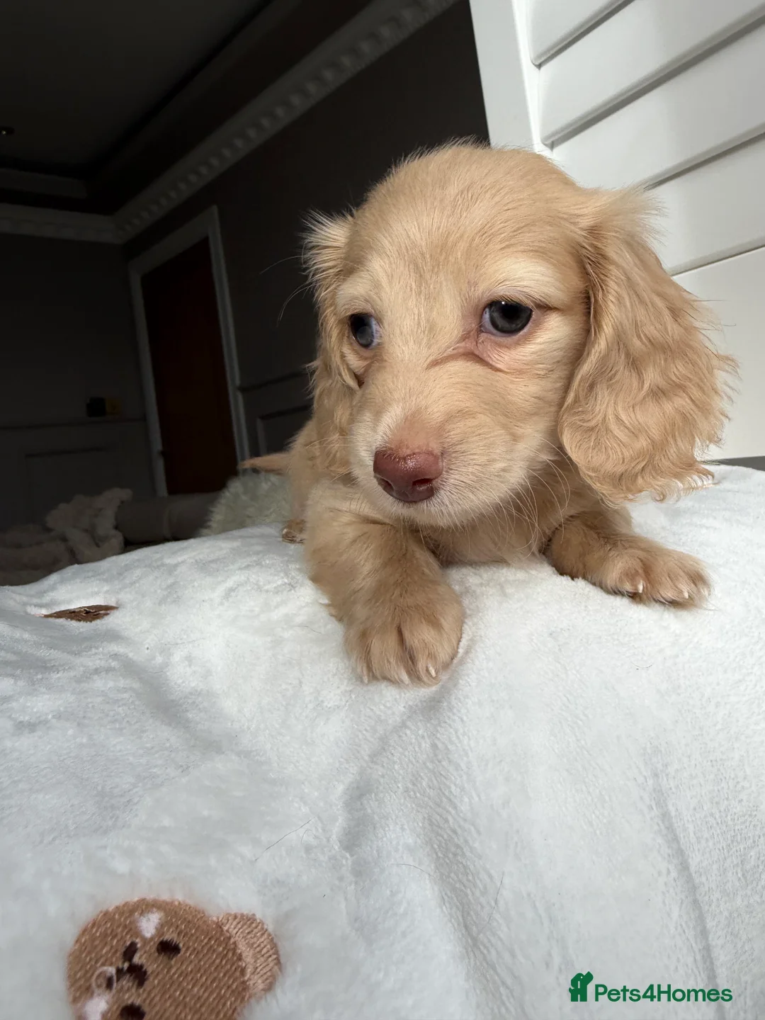 Miniature Dachshund dogs for sale: Clear cream miniature dachshunds  - Advert 7