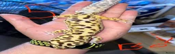 Leopard Gecko reptiles for sale: Leopard geckos  in Witham - Advert 5