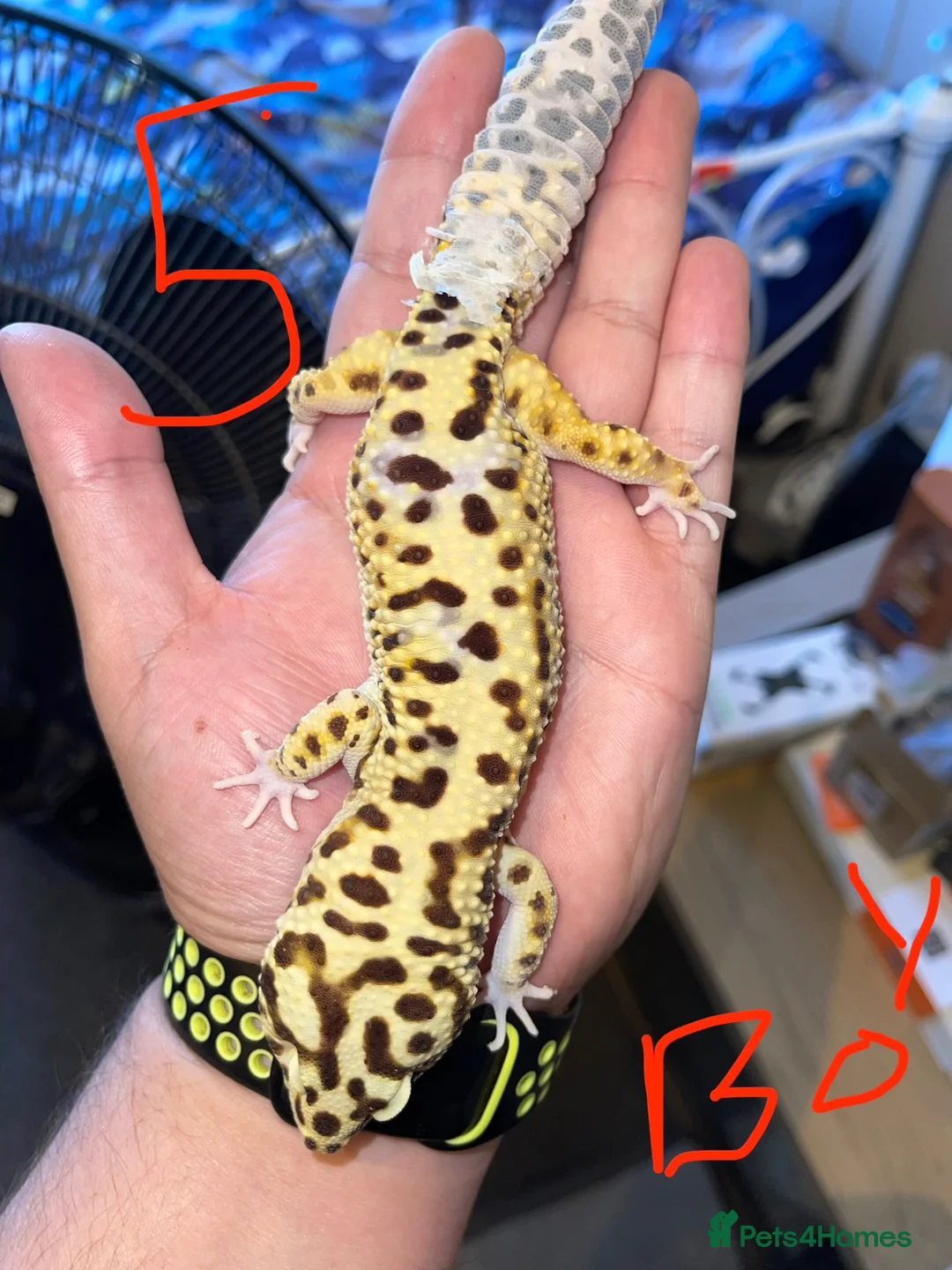 Leopard Gecko reptiles for sale: Leopard geckos  in Witham - Advert 5