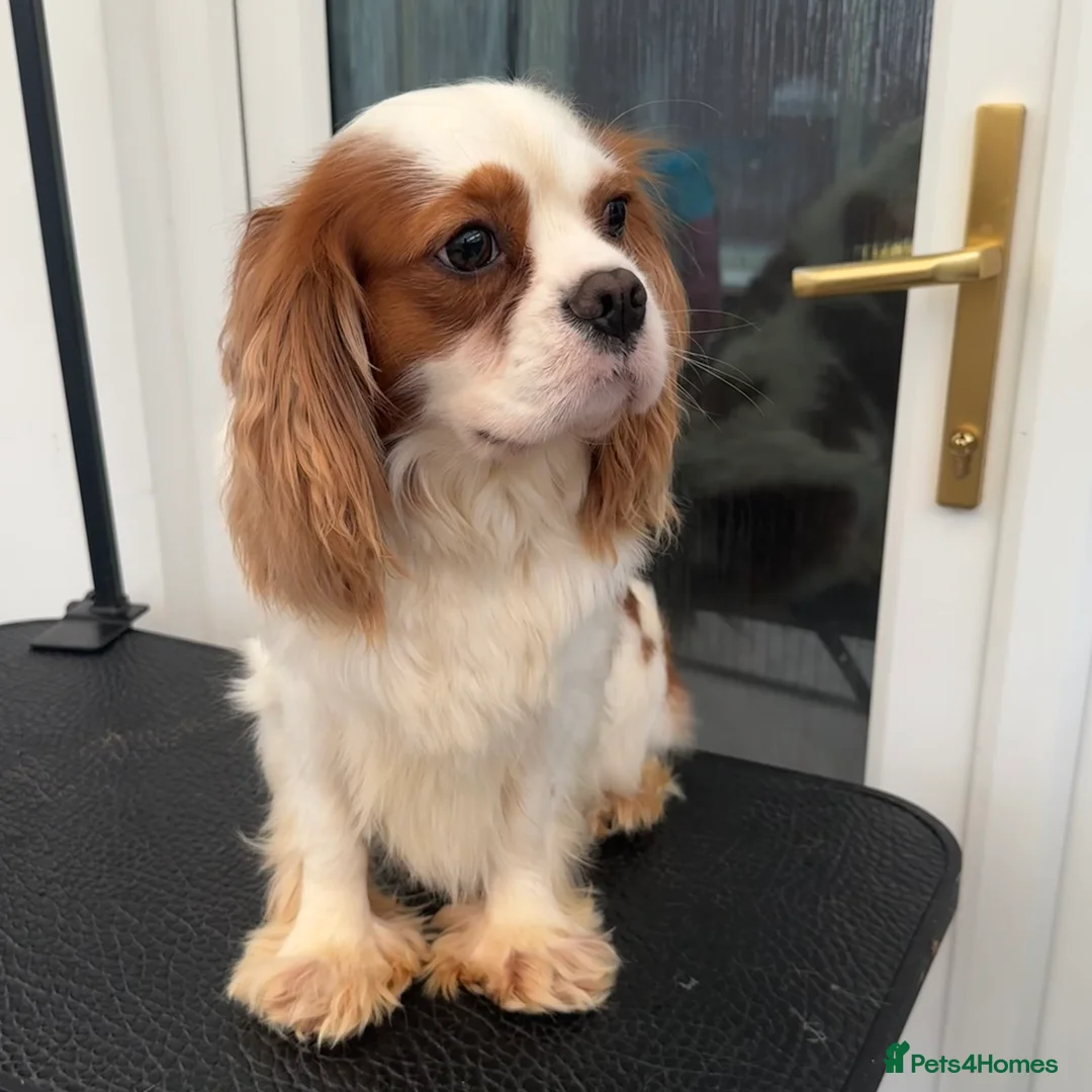 Cavalier King Charles Spaniel dogs for stud: Proven stud KC cavalier King Charles  - Advert 4