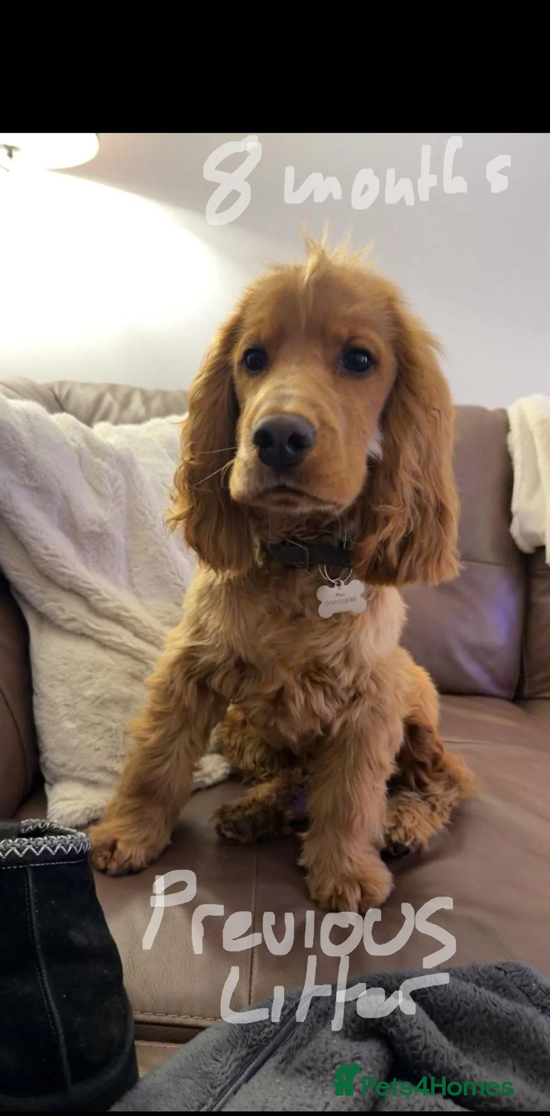 Cocker Spaniel dogs for sale: 3 golden Cocker Spaniels  - Advert 2