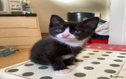 Mixed Breed cats for sale: 3 KITTENS FOR SALE - Image 8