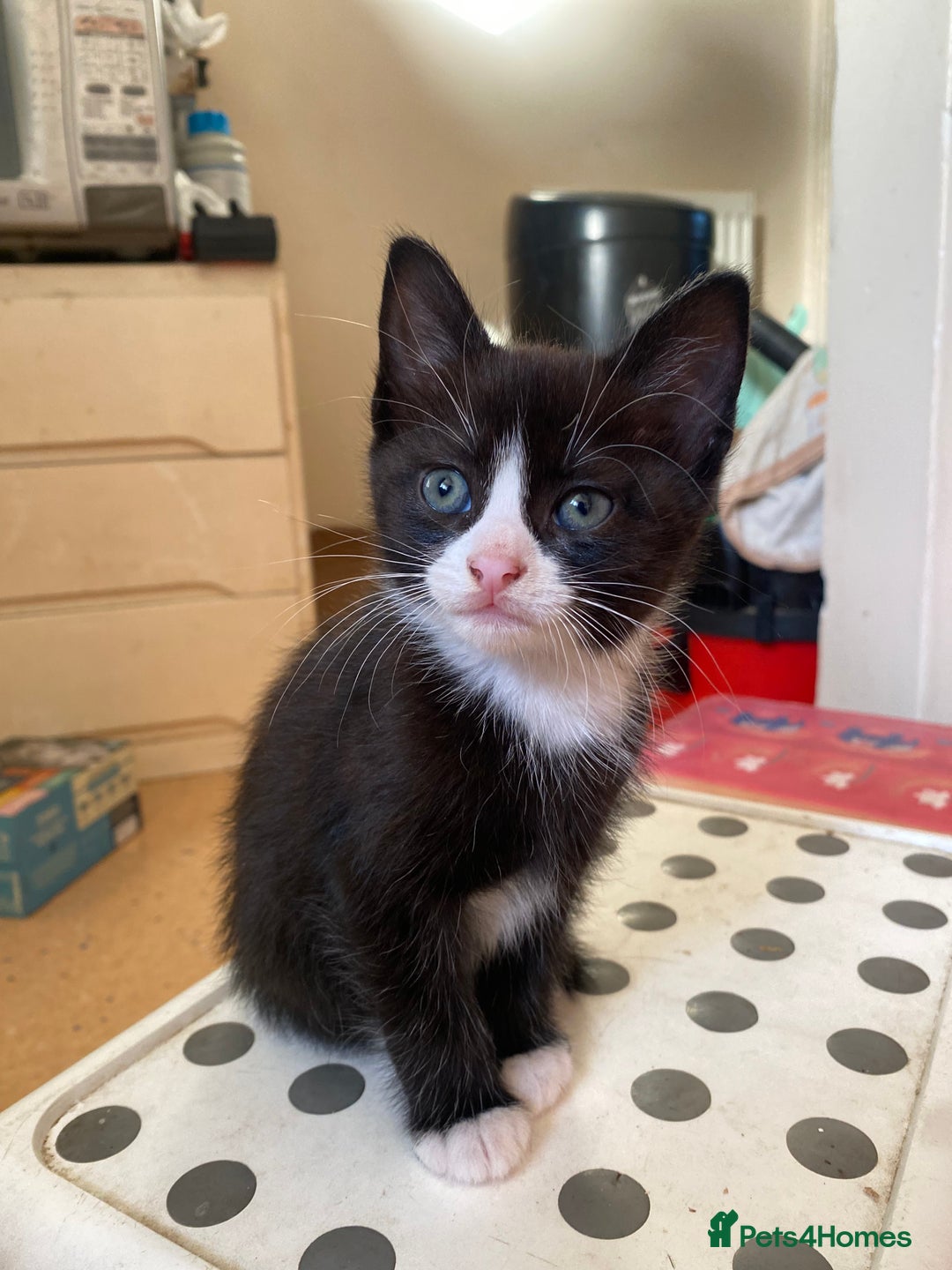 Mixed Breed cats for sale: 3 KITTENS FOR SALE - Image 8