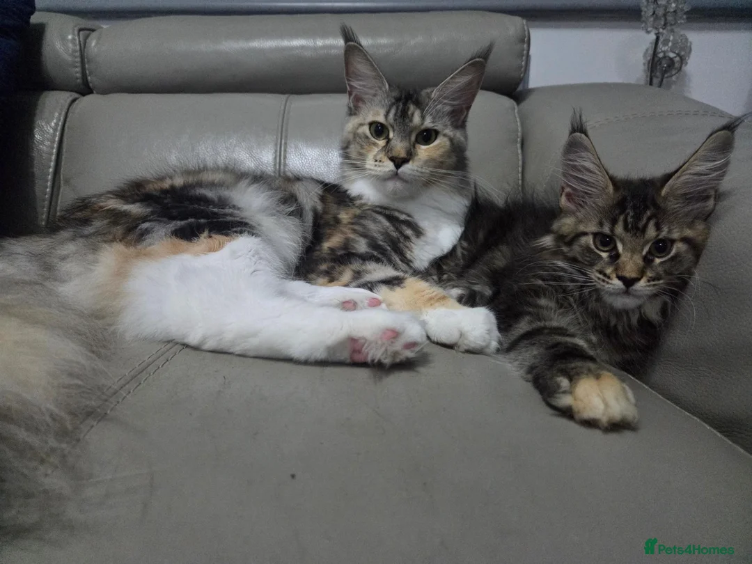 Maine Coon cats for sale: 🌟READY NOW 🌟 TICA tortie girl 🌟 - Advert 2